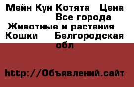 Мейн Кун Котята › Цена ­ 15 000 - Все города Животные и растения » Кошки   . Белгородская обл.